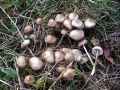 Mycena galericulata - Rosablttriger Helmling - Weferlingen