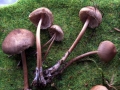 Mycena galericulata - Rosablttriger Helmling - Weferlingen