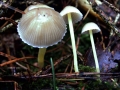 Mycena&nbsp;epipterygia&nbsp;-&nbsp;Dehnbarer Helmling&nbsp;-&nbsp;Weferlingen