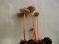 Mycena&nbsp;crocata&nbsp;-&nbsp;Gelbmilchender Helmling&nbsp;-&nbsp;Weferlingen