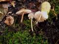 Mycena galericulata - Rosablttriger Helmling - Weferlingen