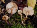 Mycena galericulata - Rosablttriger Helmling - Weferlingen