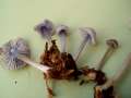 Mycena pura - Rettich-Helmling - Weferlingen