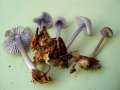 Mycena pura - Rettich-Helmling - Weferlingen