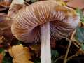 Mycena&nbsp;polygramma&nbsp;-&nbsp;Rillstieliger Helmling&nbsp;-&nbsp;Weferlingen