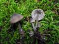 Mycena&nbsp;abramsii&nbsp;-&nbsp;Voreilender Helmling&nbsp;-&nbsp;Weferlingen