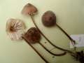 Mycena abramsii - Voreilender Helmling - Weferlingen