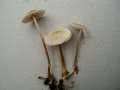 Mycena galericulata - Rosablttriger Helmling - Weferlingen