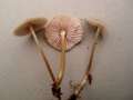 Mycena galericulata - Rosablttriger Helmling - Weferlingen