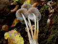 Mycena inclinata - Buntstieliger Helmling - Weferlingen