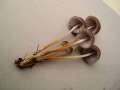 Mycena inclinata - Buntstieliger Helmling - Weferlingen