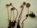 Mycena galopus - Weimilchender Helmling - Weferlingen