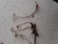 Mycena&nbsp;vitillis&nbsp;-&nbsp;Z�her Faden-Helmling&nbsp;-&nbsp;Weferlingen