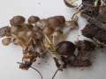 Mycena inclinata - Buntstieliger Helmling - Weferlingen