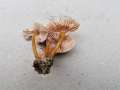 Mycena renati - Gelbstieliger Helmling - Weferlingen