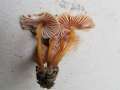 Mycena renati - Gelbstieliger Helmling - Weferlingen