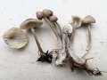 Mycena&nbsp;abramsii&nbsp;-&nbsp;Voreilender Helmling&nbsp;-&nbsp;Weferlingen