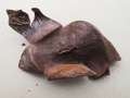 Mycenastrum corium - Sternstubling - Gerwisch