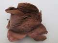 Mycenastrum corium - Sternstubling - Gerwisch