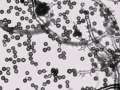 Mycenastrum corium - Sternstubling - Gerwisch