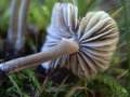 Mycenella trachyspora - Rausporiger Samthelmling - Hdingen