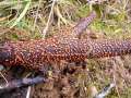Zinnoberroter Pustelpilz