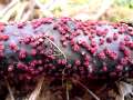 Nectria cinnabarina - Zinnoberroter Pustelpilz - Hdingen