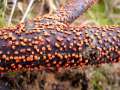 Nectria cinnabarina - Zinnoberroter Pustelpilz - Hdingen