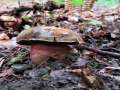Neoboletus erythropus - Flockenstieliger Hexenrhrling - Bischofswald