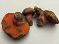 Neoboletus erythropus - Flockenstieliger Hexenrhrling - Hrsingen