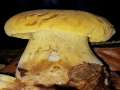 Neoboletus junquilleus - Falscher Schwefelrhrling - Walbeck