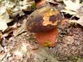Neoboletus erythropus - Flockenstieliger Hexenrhrling - Walbeck