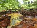Neoboletus&nbsp;junquilleus&nbsp;-&nbsp;Falscher Schwefelr�hrling&nbsp;-&nbsp;Walbeck