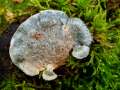 Oligoporus caesius - Blauender Saftporling - Arendsee