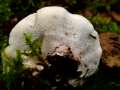 Oligoporus caesius - Blauender Saftporling - Arendsee