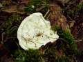 Postia guttulata - Getropfter Saftporling - Hdingen