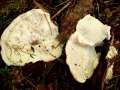 Postia guttulata - Getropfter Saftporling - Hdingen