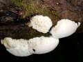 Oligoporus&nbsp;lacteus&nbsp;-&nbsp;Graulichwei�er Saftporling&nbsp;-&nbsp;H�rsingen
