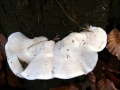Oligoporus&nbsp;lacteus&nbsp;-&nbsp;Graulichwei�er Dickh�tiger Saftporling&nbsp;-&nbsp;Weferlingen