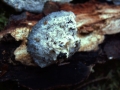 Oligoporus caesius - Blauender Saftporling - Weferlingen