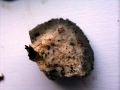 Oligoporus caesius - Blauender Saftporling - Weferlingen
