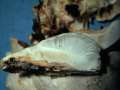 Oligoporus lacteus - Graulichweier,Dickhtiger Saftporling - Weferlingen