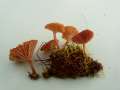 Becherfrmiger Nabeling