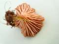 Omphalina pyxidata - Becherfrmiger Nabeling - Hdingen