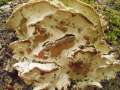 Oxyporus populinus - Treppenfrmiger Steifporling;Schichtporling - Weferlingen