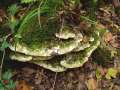 Oxyporus populinus - Treppenfrmiger Steifporling;Schichtporling - Weferlingen