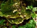 Oxyporus populinus - Treppenfrmiger Steifporling - Weferlingen