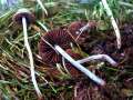 Panaeolus foenisecii - Heu -Dngerling - Hdingen