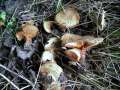 Paxillus involutus - Kahler Krempling - Hdingen