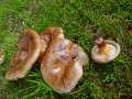 Paxillus involutus - Kahler Krempling - Hdingen